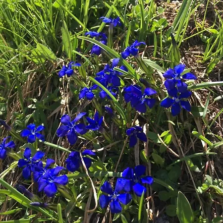 Affittacamere Petit Pré Saint-Léonard