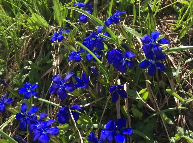 Penzion Petit Pre Saint-Léonard